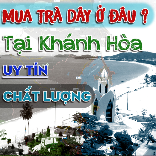 Mua Tra Day O Khanh Hoa