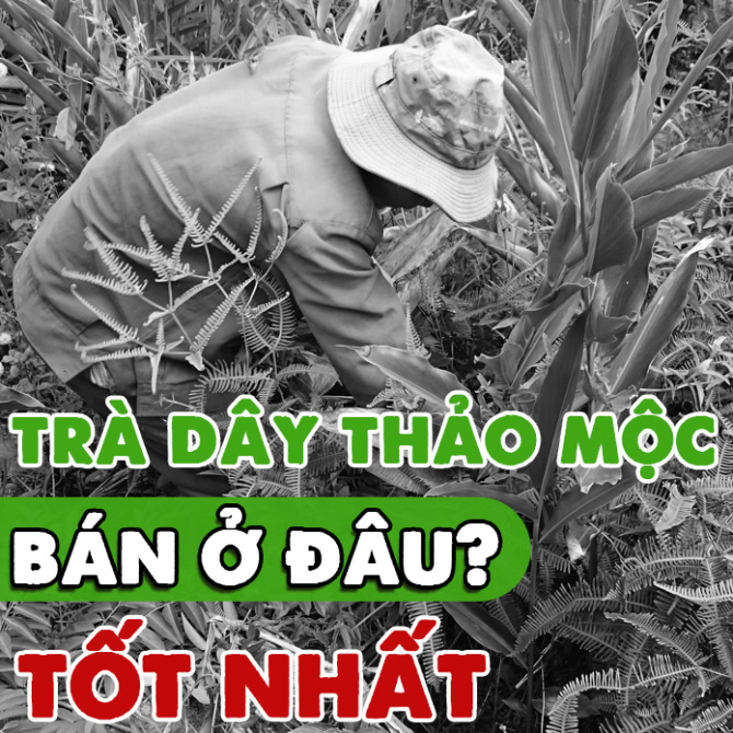 Tra Day Thao Moc Ban O Dau