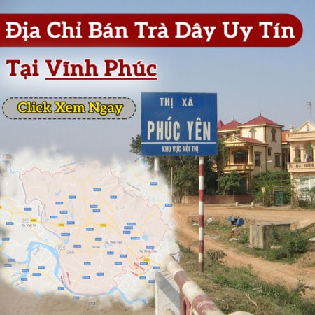 Mua Tra Day Tai Vinh Phuc